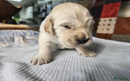 Golden Retriever dogs for sale: KC Registered Golden Retriever puppies - Image 2