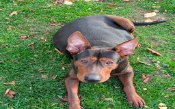 Mixed Breed dogs for sale: Working Australian Kelpie x Chinese Red Dog Pups - Image 4