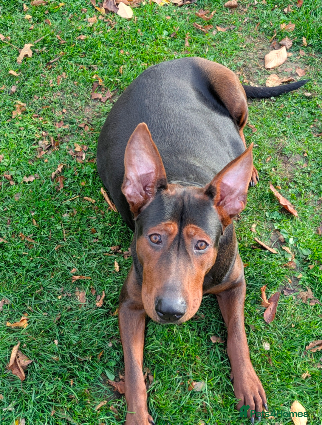 Mixed Breed dogs for sale: Working Australian Kelpie x Chinese Red Dog Pups - Image 4