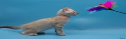 Bengal cats for sale: TICA Registered Snow & Charcoal Bengal Kittens - Advert 19