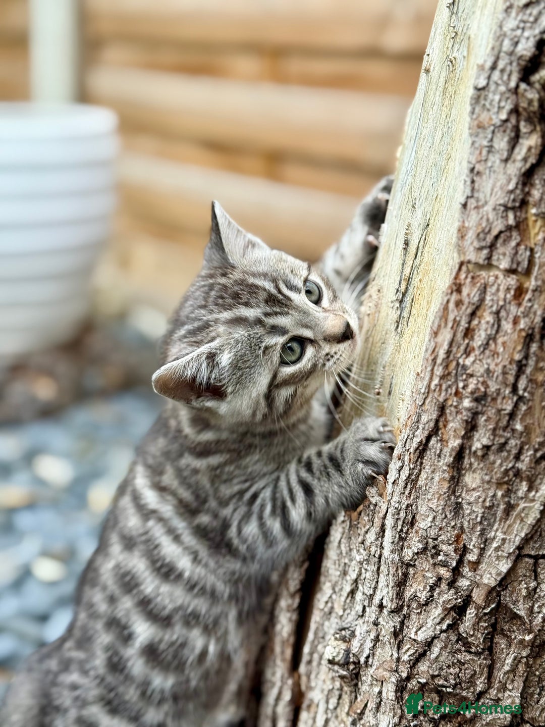Bengal cats for sale:  Beautiful Bengal kittens  - Image 3