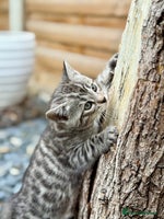 Bengal cats - Advert 2