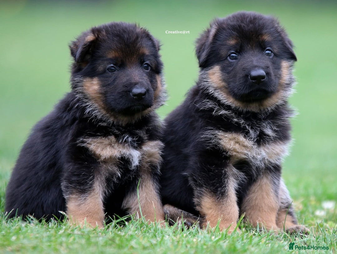 German Shepherd dogs for stud: Health Tested, Show Winner, Proven Stud Dog in London - Image 19