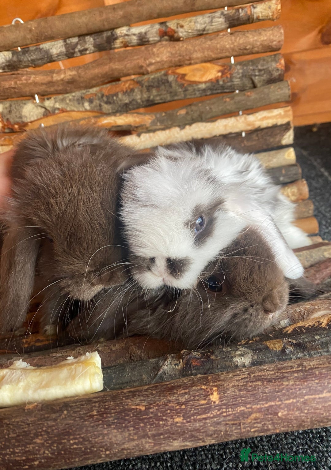 Mini Lop rabbits for sale: Mini Lop  - Image 1