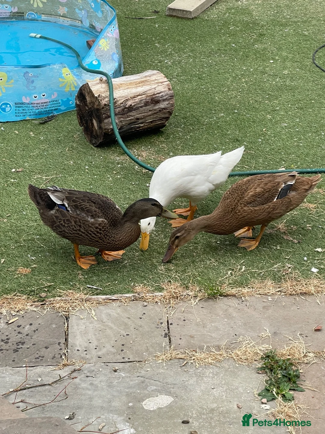 Ducks poultry for sale: 3 x ducks with coop (free to good home) in Stockport - Advert 2