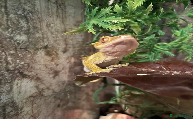 Gecko reptiles - Advert 3