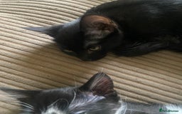 Mixed Breed cats for sale: Litter of kittens - Image 4