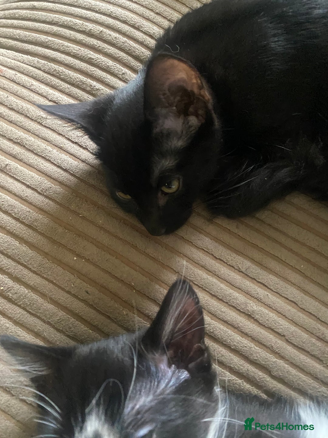 Mixed Breed cats for sale: Litter of kittens - Image 4