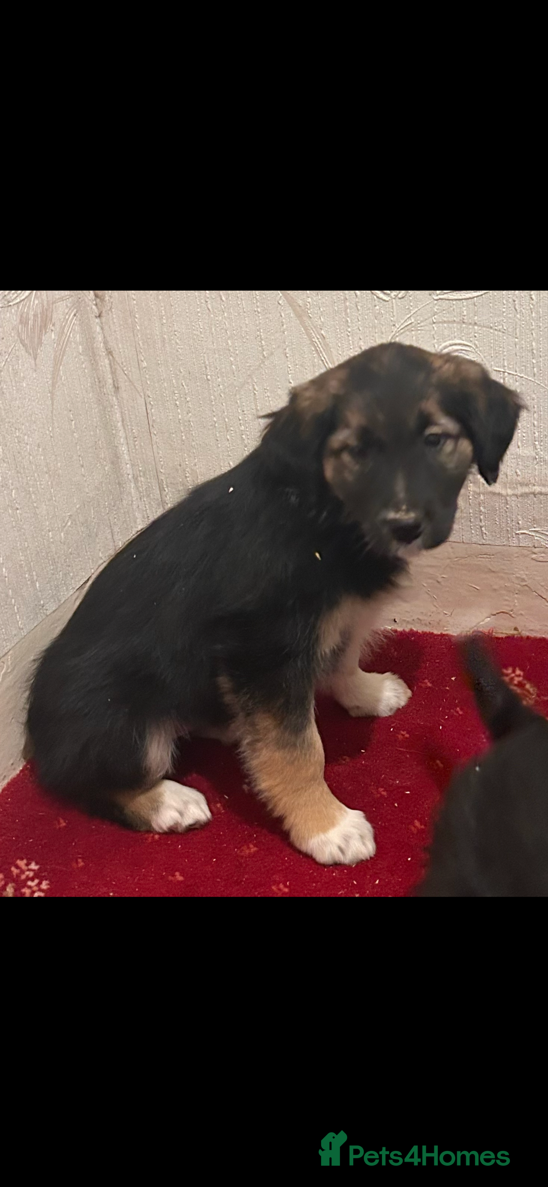 Mixed Breed dogs for sale:  Collie x golden retriever puppies  - Advert 2