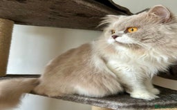 British Longhair cats for sale: British longhair male cat - Image 2