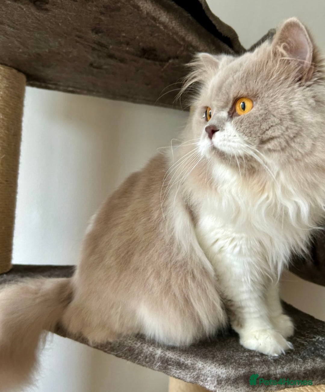 British Longhair cats for sale: British longhair male cat - Image 2