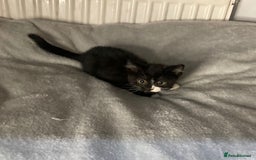 Mixed Breed cats for sale: Semi long hair and ginger kittens - Image 12