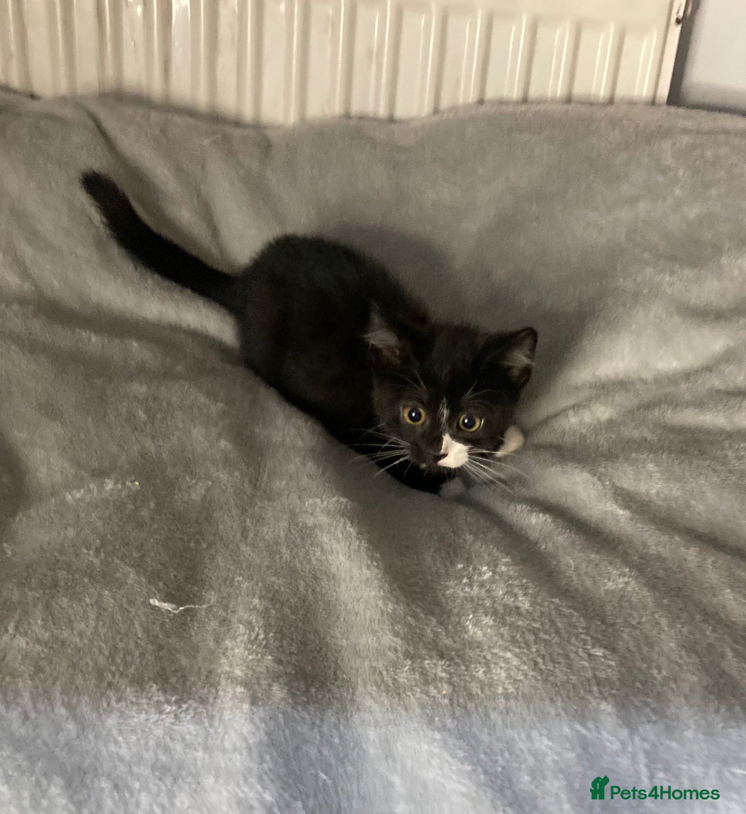 Mixed Breed cats for sale: Semi long hair and ginger kittens - Image 12