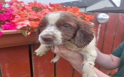 English Springer Spaniel dogs for sale: Springer spaniel pups  - Image 14