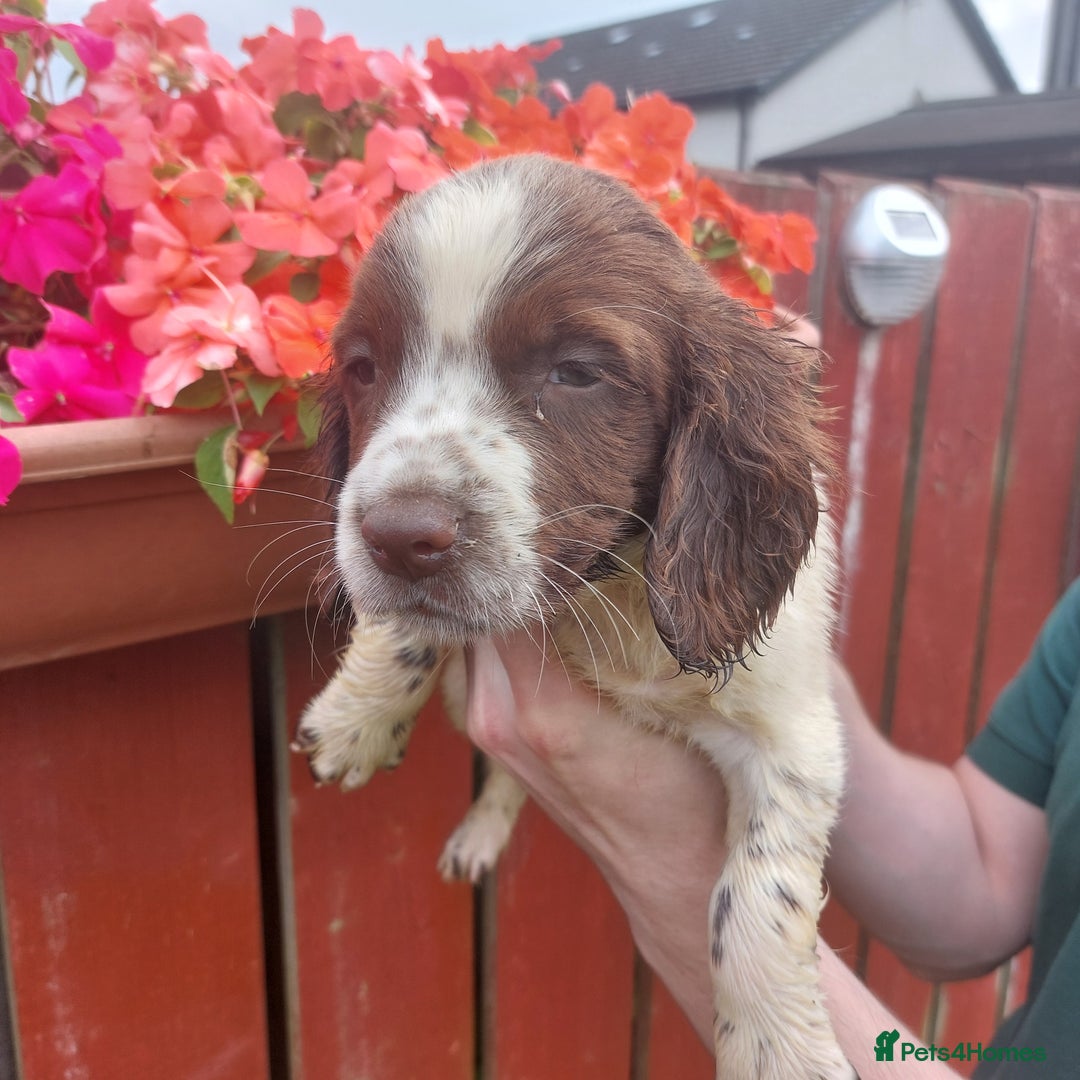 English Springer Spaniel dogs for sale: Springer spaniel pups  - Image 14