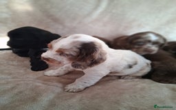 Cocker Spaniel dogs for sale: Cocker spaniel puppies  - Image 12
