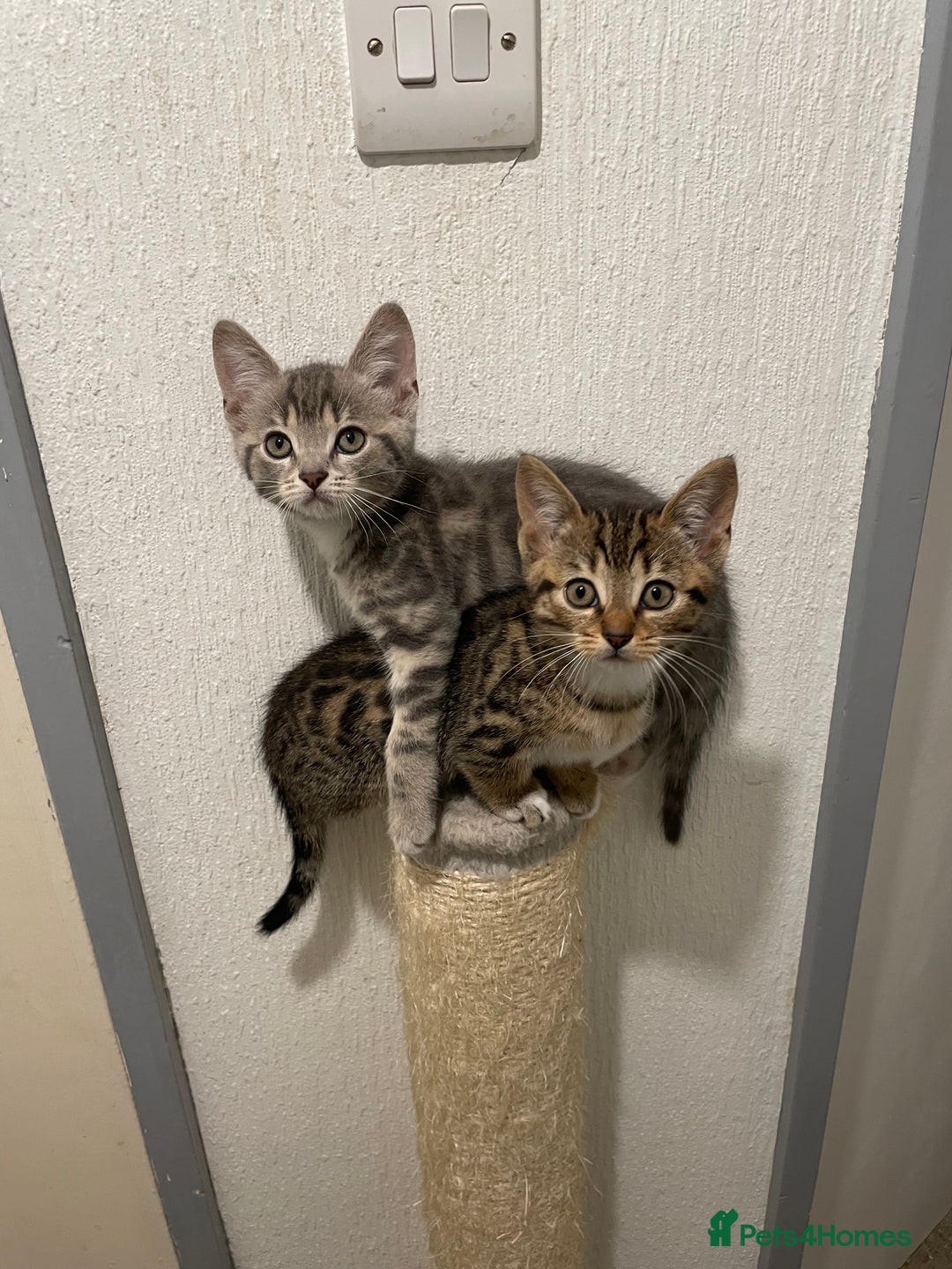 Munchkin cats for sale: Beautiful Bengal Tabby Munchkin Kittens for sale  - Advert 7