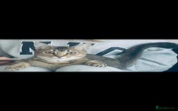 Mixed Breed cats for sale: Bambi - Image 3