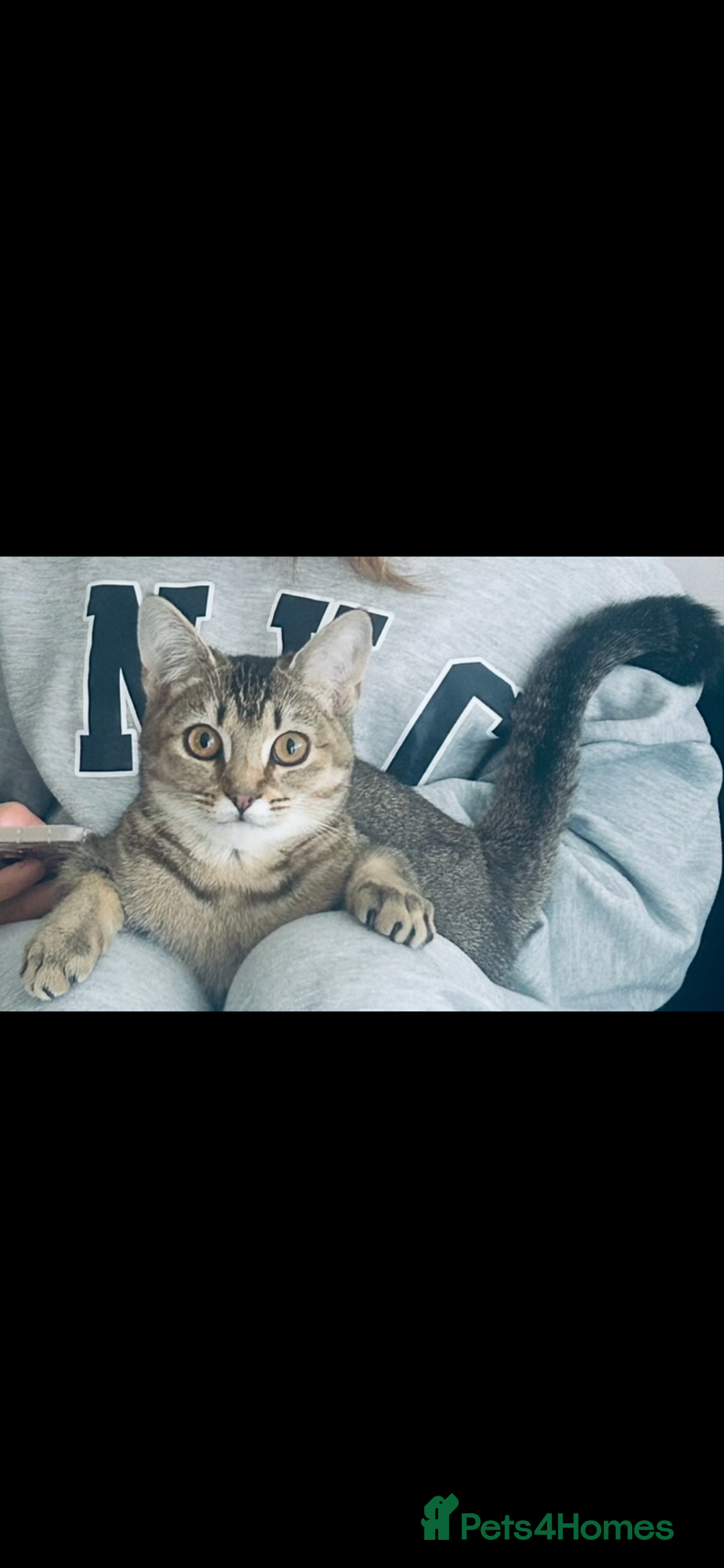 Mixed Breed cats for sale: Bambi - Image 3