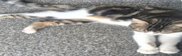 Mixed Breed cats for sale: Beautiful Playful & Loving 4Month Old Kitten Lyla in Clacton-on-Sea - Advert 5