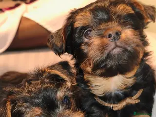 Yorkshire Terrier dogs Yorkshire Terrier Puppies–Vaccinated& Microchipped - Advert 10