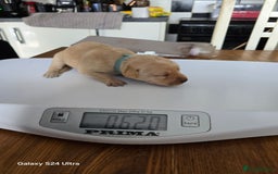 Labrador Retriever dogs for sale: KC REG Lab puppys x 2/11 ready to take home - Image 15