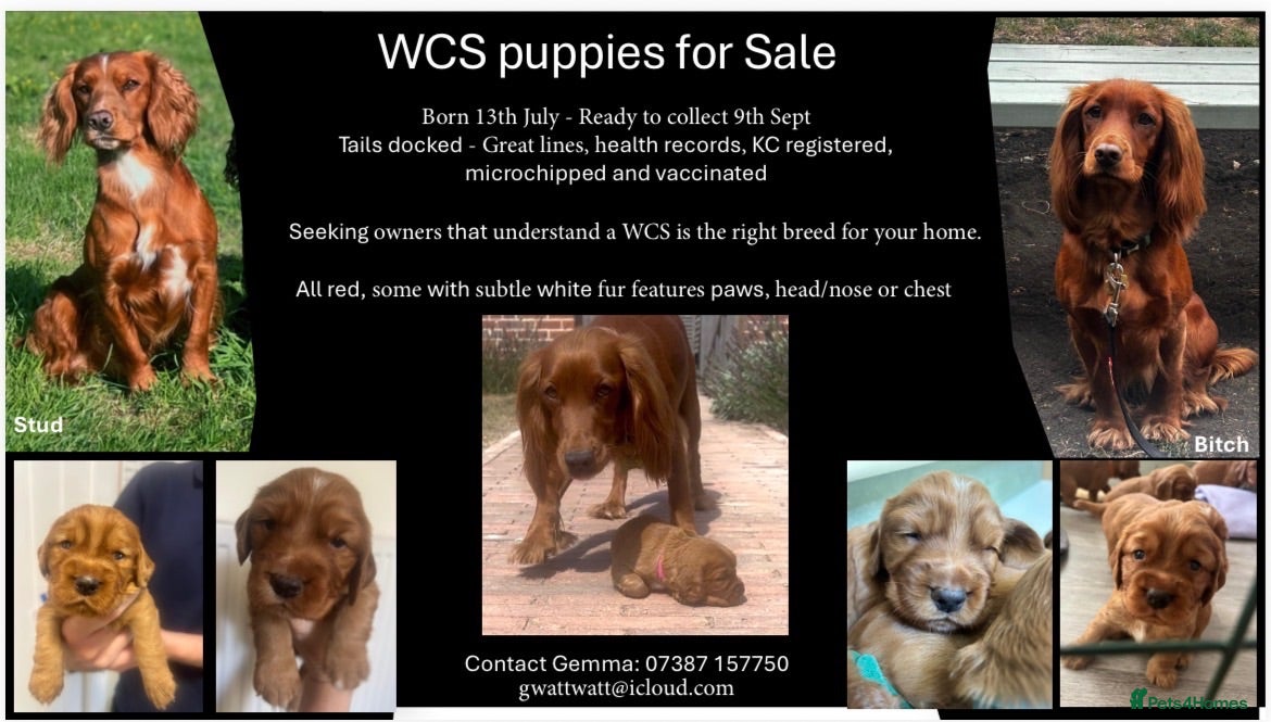 Cocker Spaniel dogs Red Working Cocker Spaniels - Advert 1