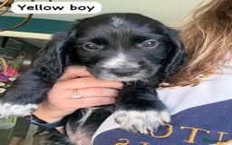 Sprocker dogs for sale: Sprocker Spaniel pups READY NOW - Image 17