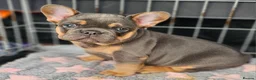 French Bulldog dogs for stud: CHEWBACCA - RED FAWN FLUFFY, NEW SHADE MAKER  in Motherwell - Advert 24