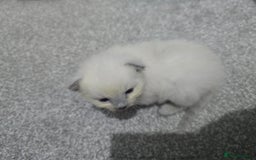 Ragdoll cats for sale: 💙 BLUEPOINT RAGDOLL BOY FOR SALE 💙 - Image 32