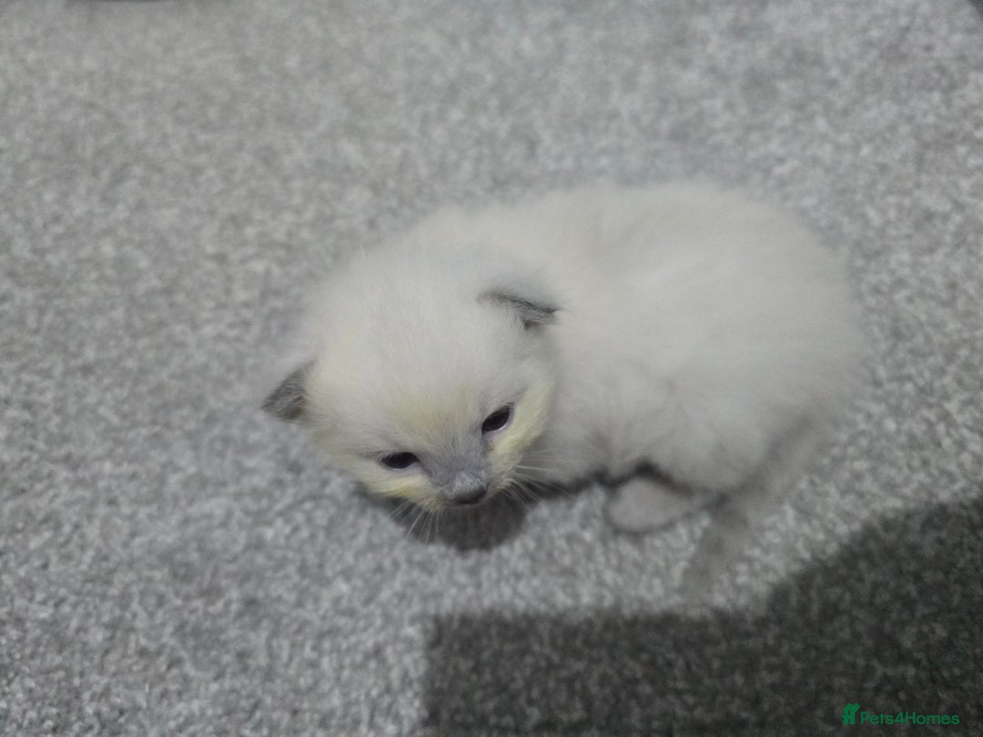 Ragdoll cats for sale: 💙 BLUEPOINT RAGDOLL BOY FOR SALE 💙 - Image 32