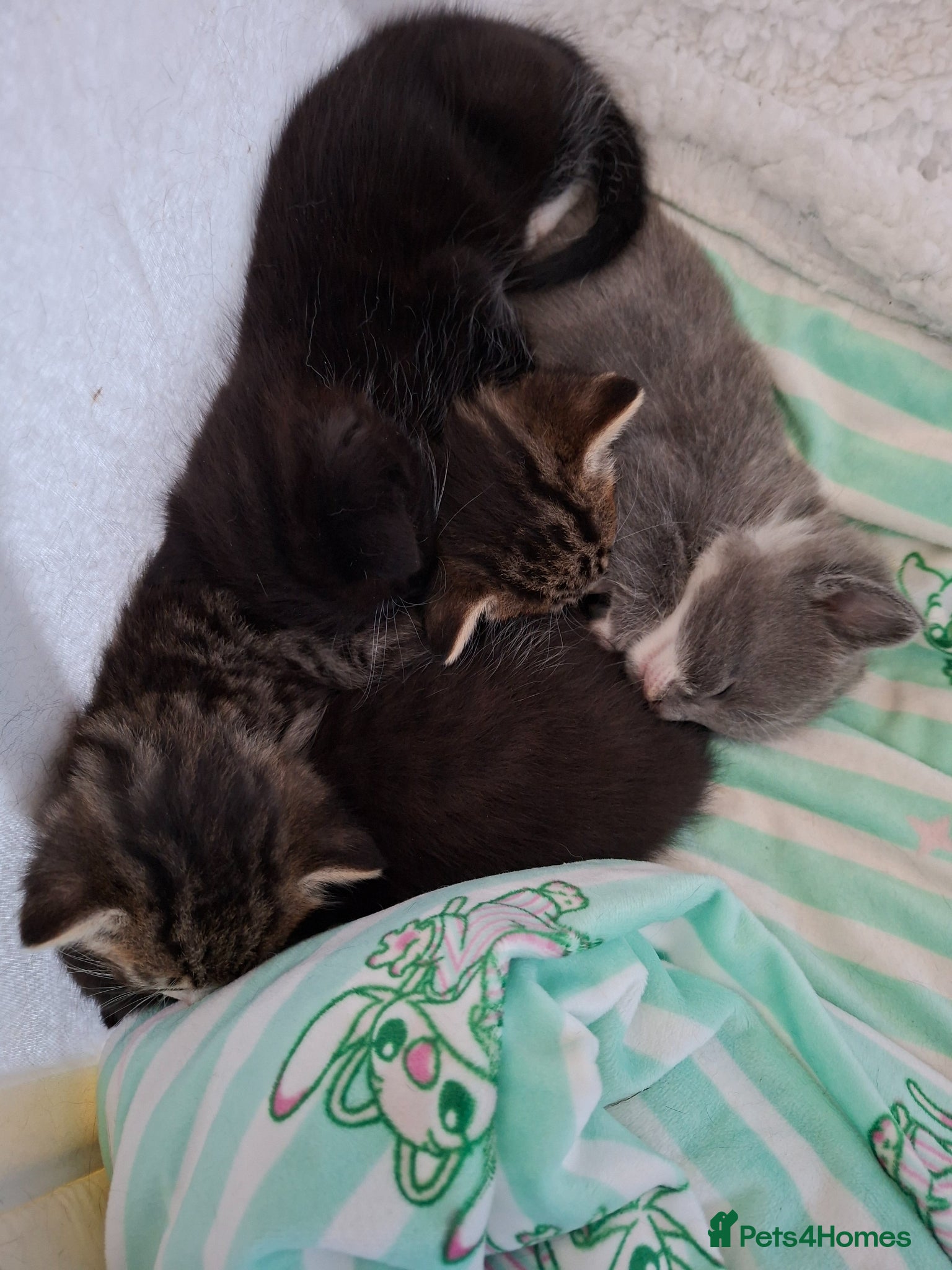 Mixed Breed cats Ragdoll mix kittens for sale  - Advert 1