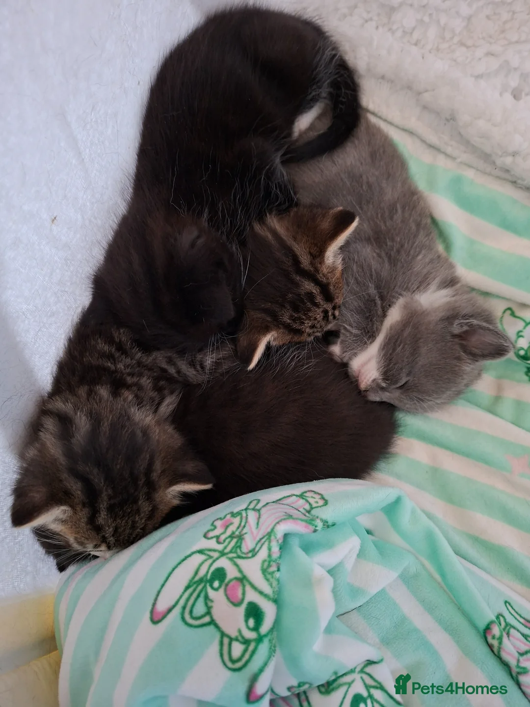 Mixed Breed cats for sale: Ragdoll mix kittens for sale  in Rotherham - Advert 1