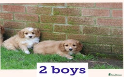 Cavapoo dogs for sale: F1 Cavapoo puppies for sale - Image 5