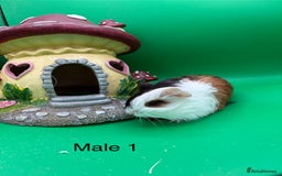 Guinea Pig rodents for sale: Adorable guinea pigs babies - Image 9