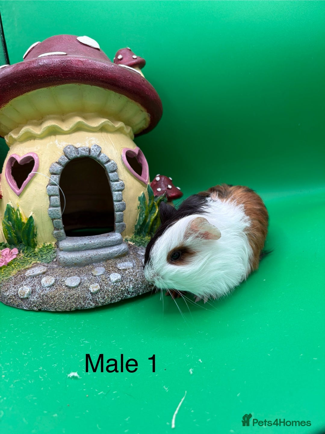 Guinea Pig rodents for sale: Adorable guinea pigs babies - Image 9