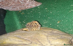 Leopard Gecko reptiles for sale: 1 female leopard gecko. - Image 3