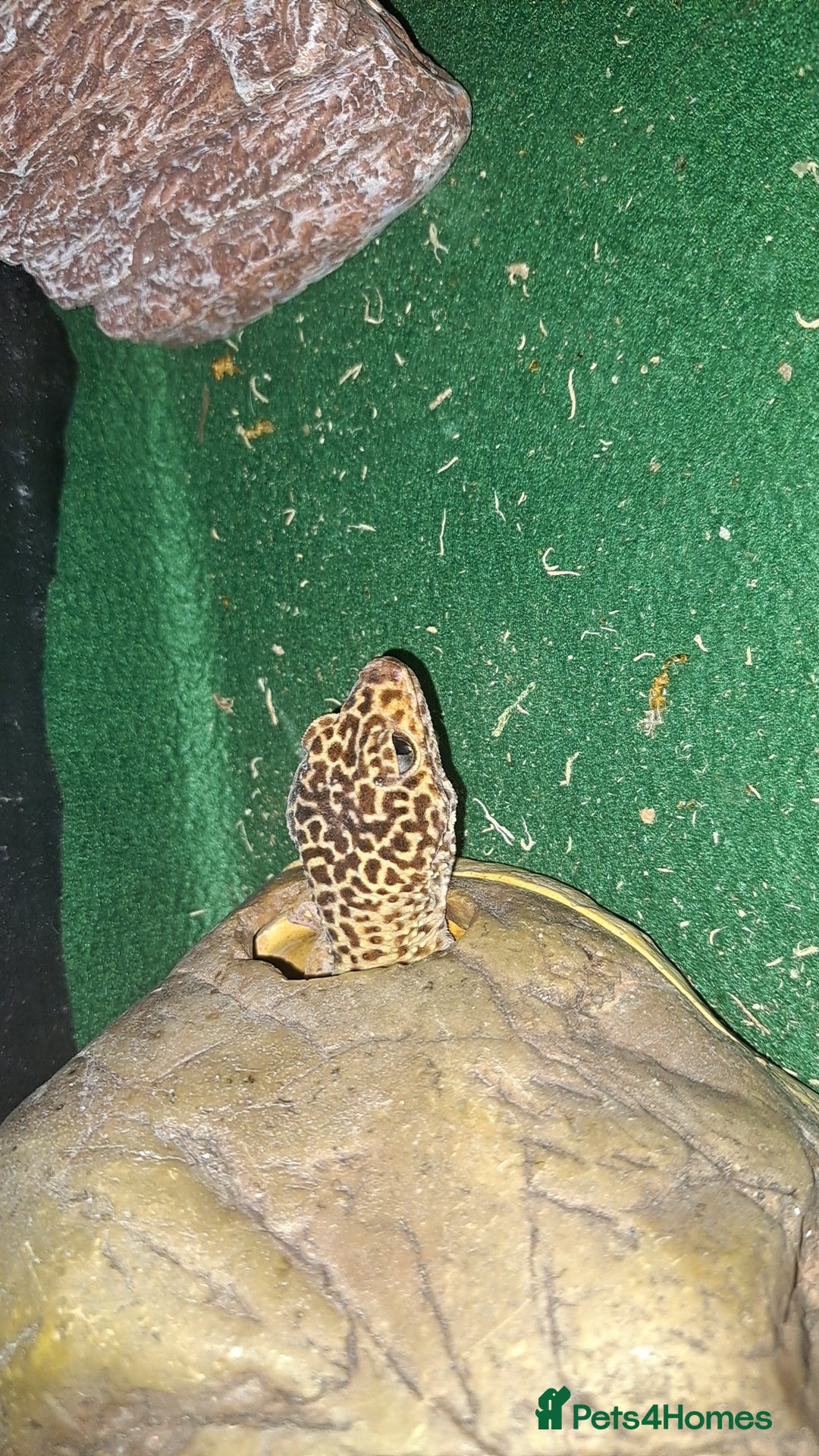 Leopard Gecko reptiles for sale: 1 female leopard gecko. - Image 3