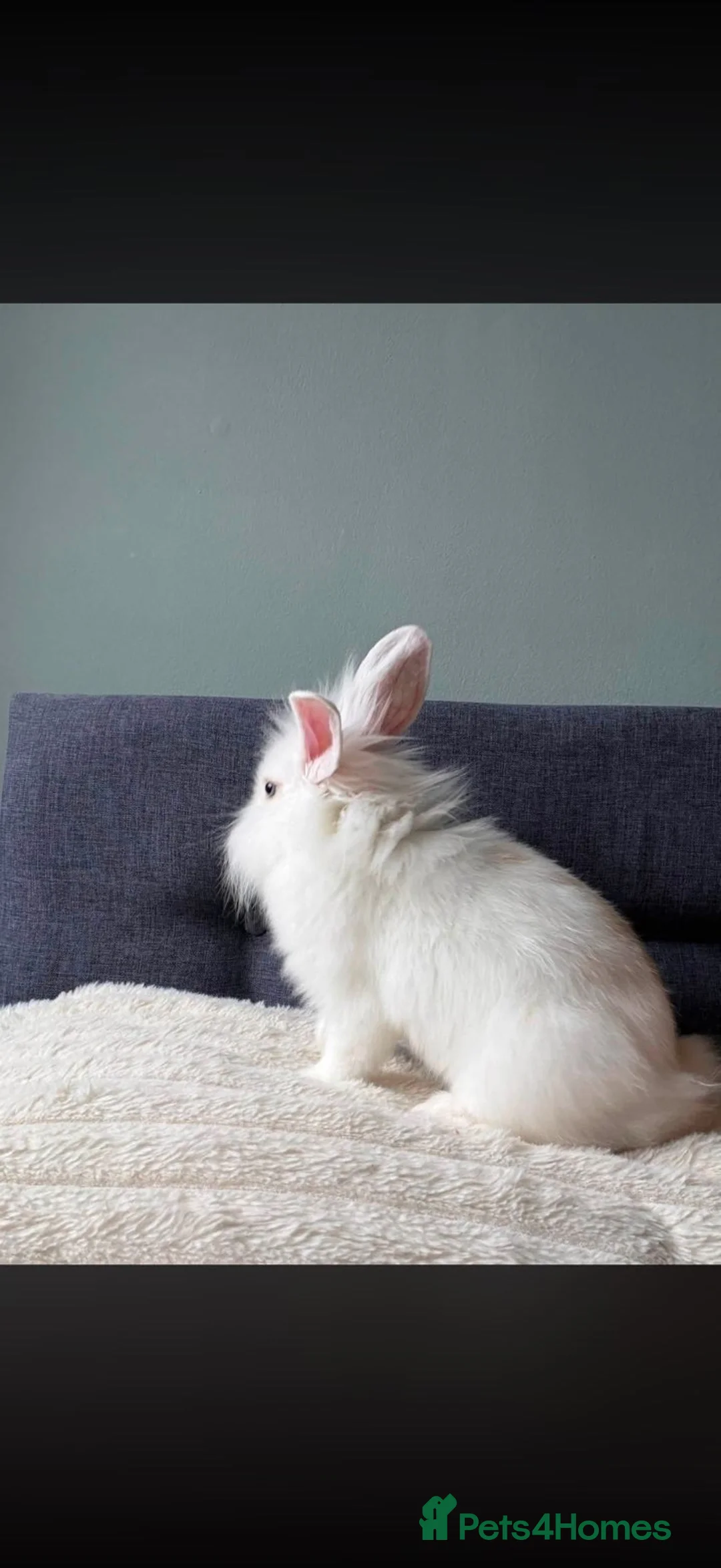 Mixed Breed rabbits for sale: Rooster in Aberdeen - Advert 2