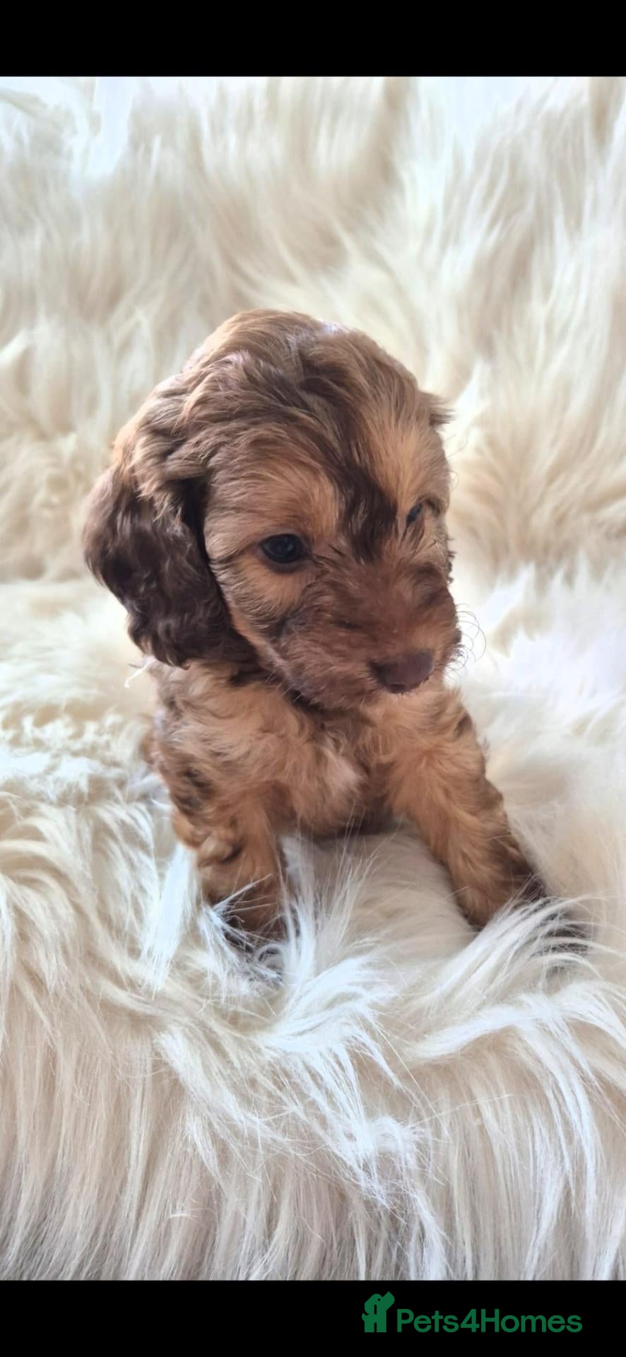 Cockapoo dogs 1 SWEET LITTLE BOY LEFT READY FOR NEW HOME - Advert 1