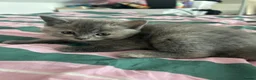 British Shorthair cats for sale: 4 kittens for sale - Advert 11