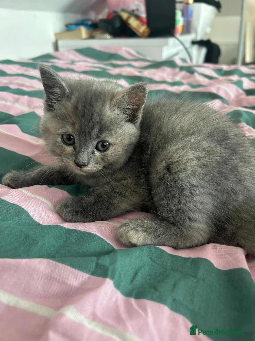 British Shorthair cats for sale: 4 kittens for sale - Advert 11