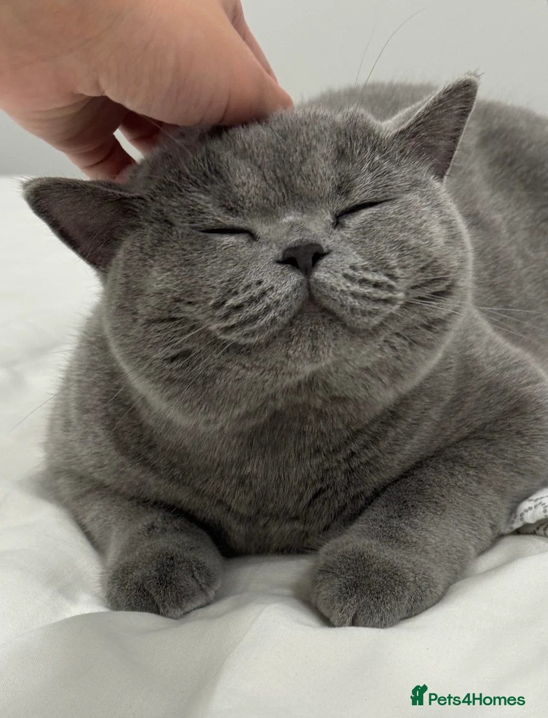 British Shorthair cats for sale: Adorable golden spotted British shorthair kitten - Advert 5