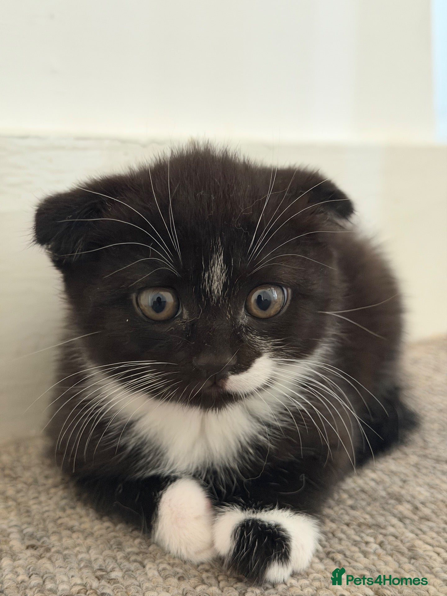 Scottish Fold cats 🖤🤍Adorable Scottish Kitten Ready for Loving Home - Advert 2