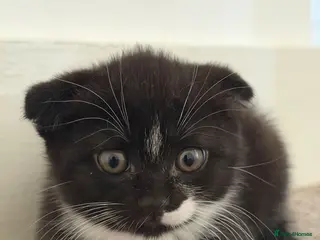 Scottish Fold cats 🖤🤍Adorable Scottish Kitten Ready for Loving Home - Advert 2