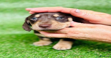 Dachshund dogs - Advert 12