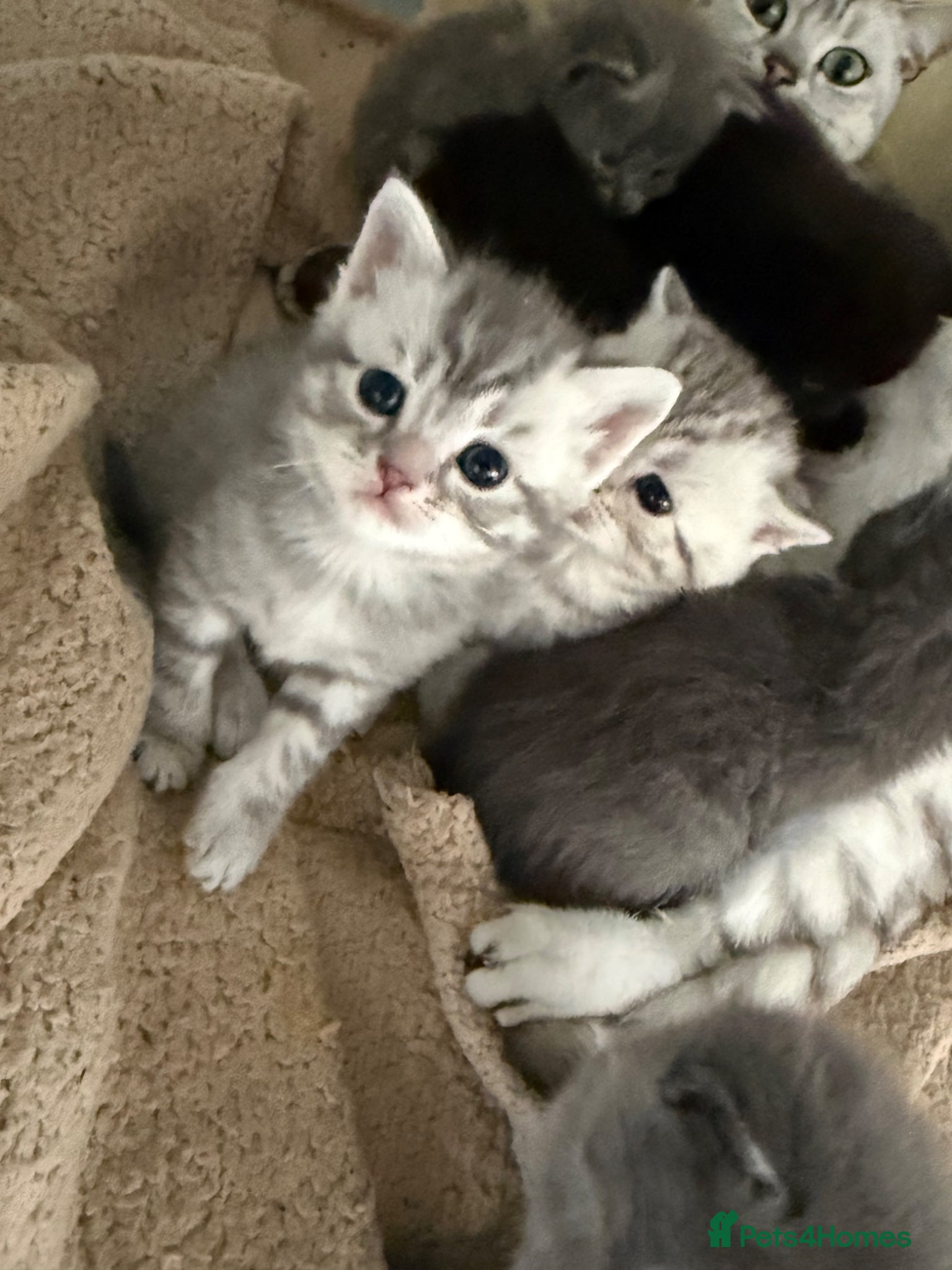 British Shorthair cats 🐾 Adorable British Shorthair Kittens 🐾 - Advert 1