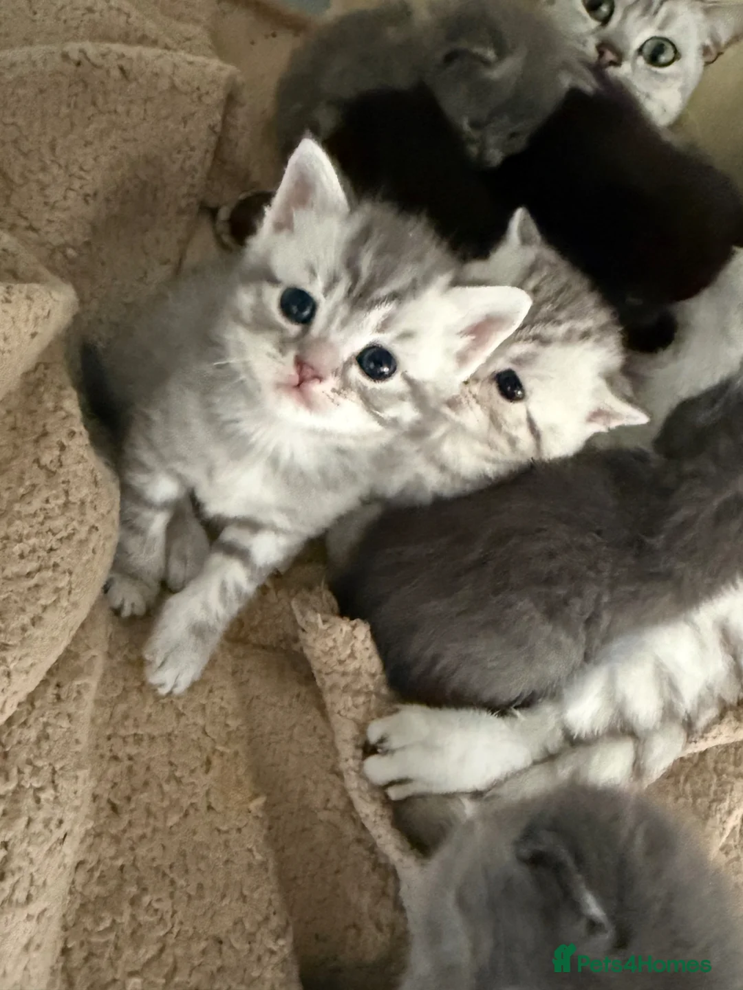 British Shorthair cats for sale: 🐾 Adorable British Shorthair Kittens 🐾 in Faringdon - Advert 1