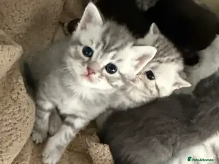 British Shorthair cats 🐾 Adorable British Shorthair Kittens 🐾 - Advert 1