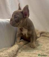 French Bulldog dogs 💕🐾 Stunning French bulldogs 🐾💕 - Advert 13
